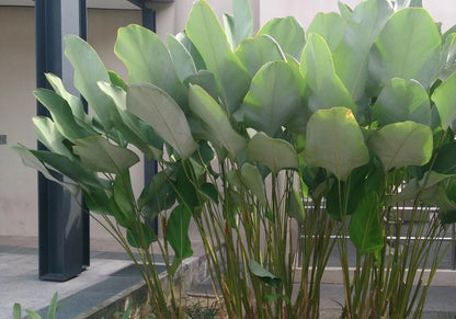Calathea Lutea Combo Green and Red
