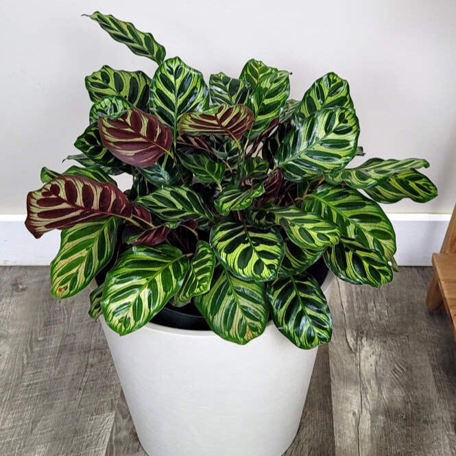 Calathea Peacock