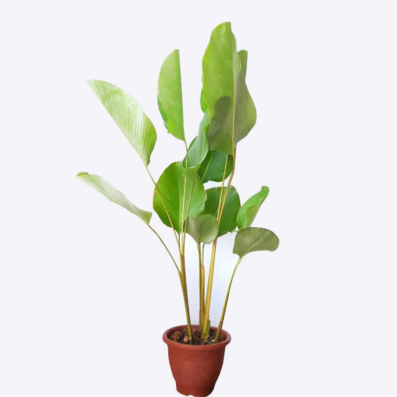 Calathea Lutea Combo Green and Red