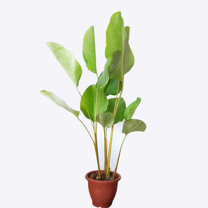 Calathea Lutea Combo Green and Red