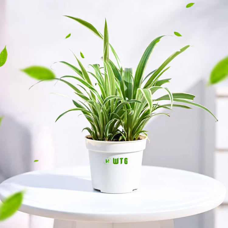 Spider Plant- Hanging -ground filling plant