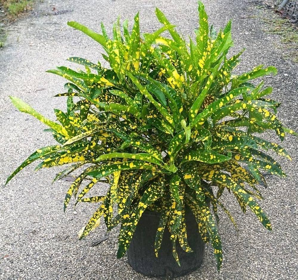 Croton Zanzibar