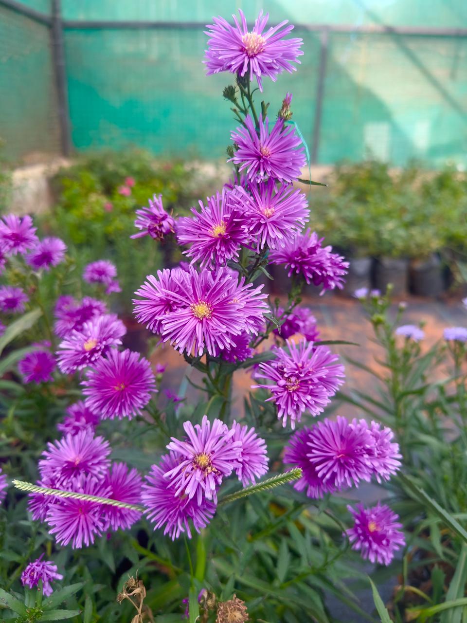Daisy Pink