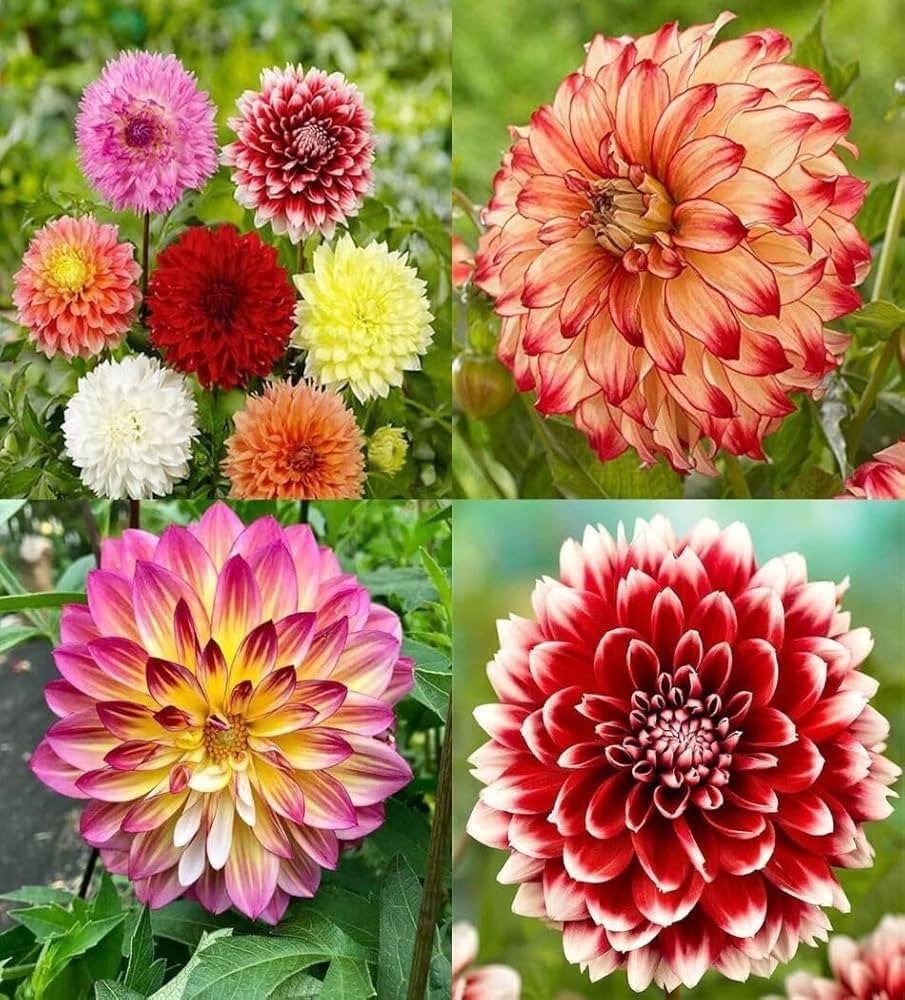 Dahlia Nadan Combo of 5- Nadan Dahlia- Daliya Combo of 5