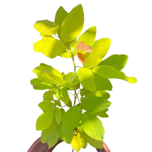 Golden Desmodium - Golden Legium- Golden yellow desmodium foliage plant