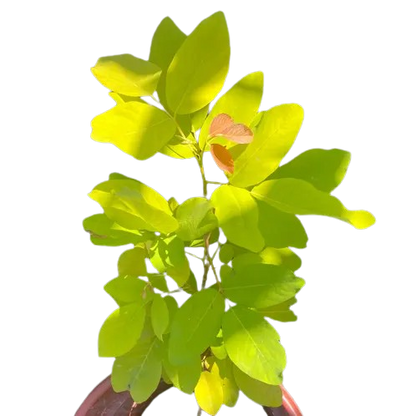 Golden Desmodium - Golden Legium- Golden yellow desmodium foliage plant