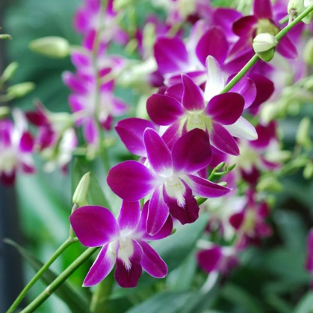 Dendrobium Orchid violet