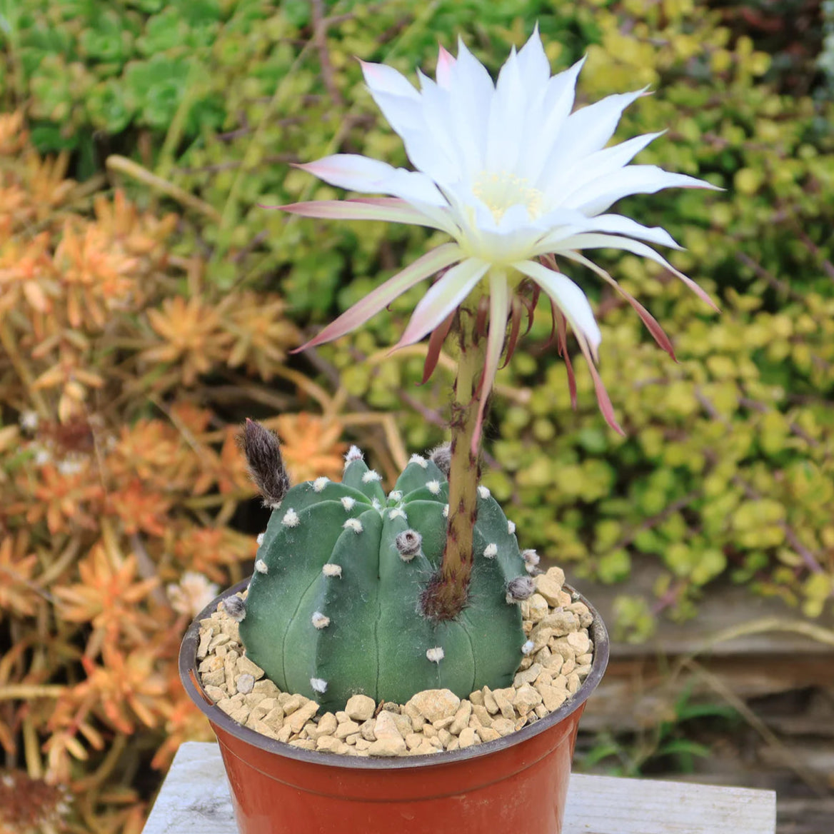 Cactus Domino
