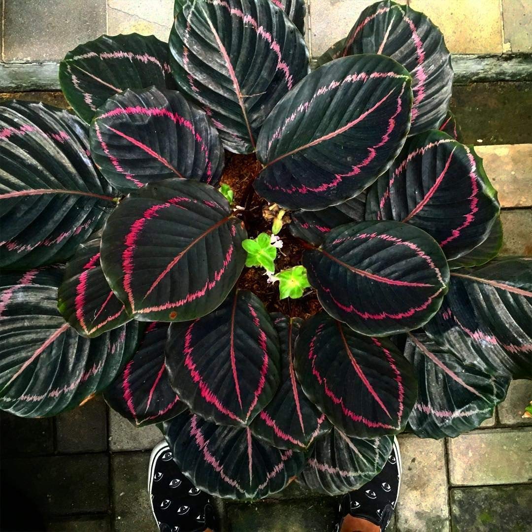 Calathea Dottie