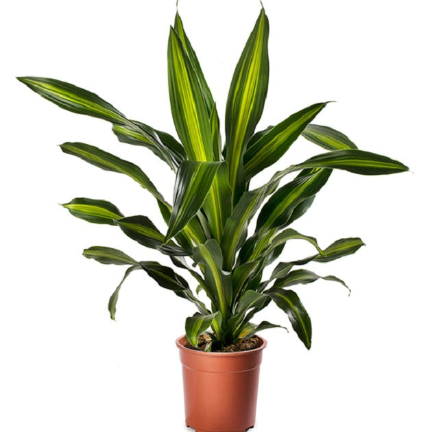 Dracaena Varieties
