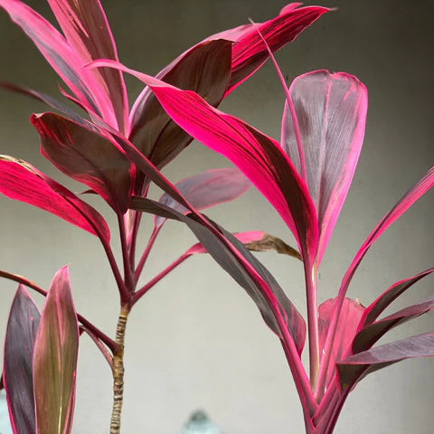 Dracaena Varieties