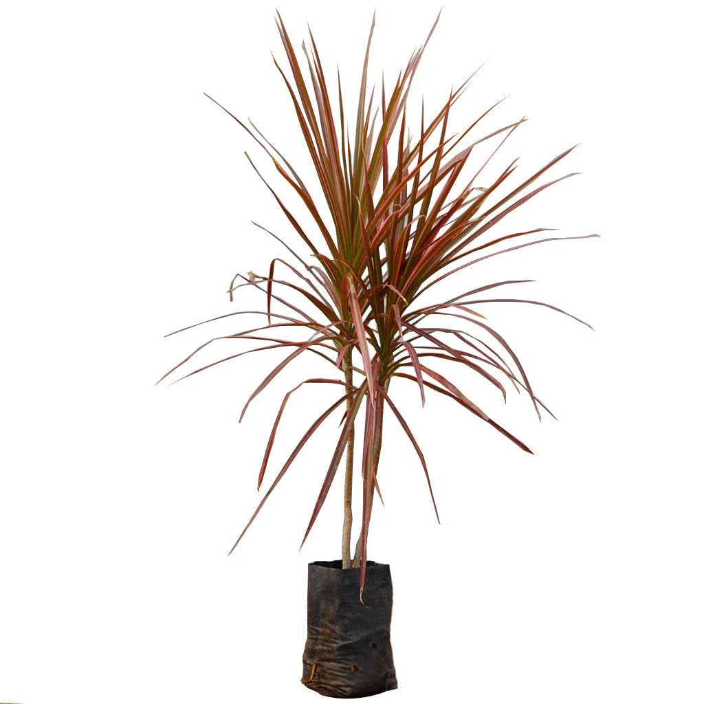 Dracaena Varieties