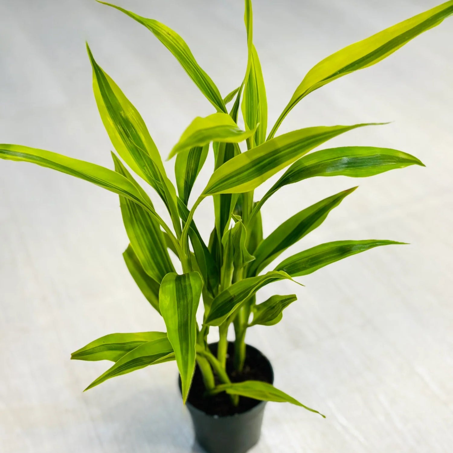 Dracaena Varieties