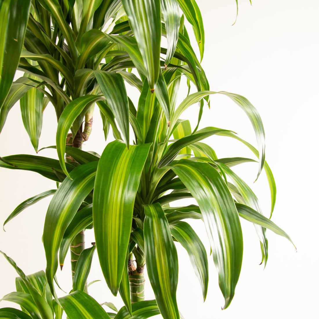 Dracaena Varieties