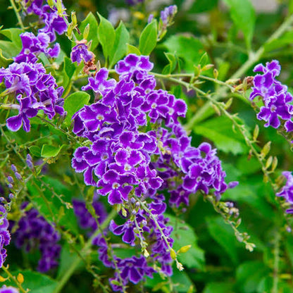 Duranta Violet