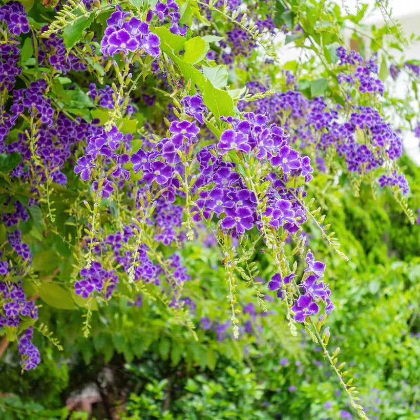 Duranta Violet