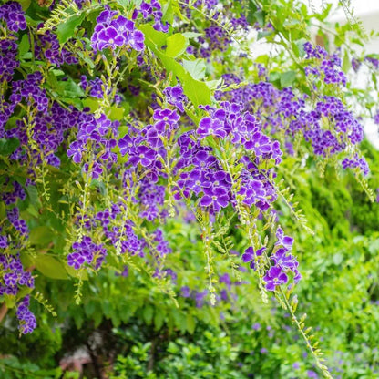 Duranta Violet