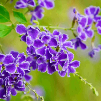 Duranta Violet