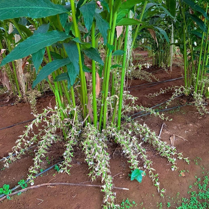 Cardamom Spice plant