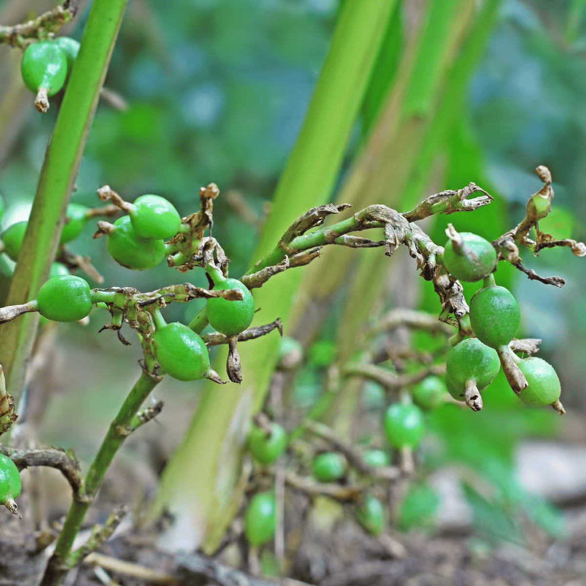 Cardamom Spice plant