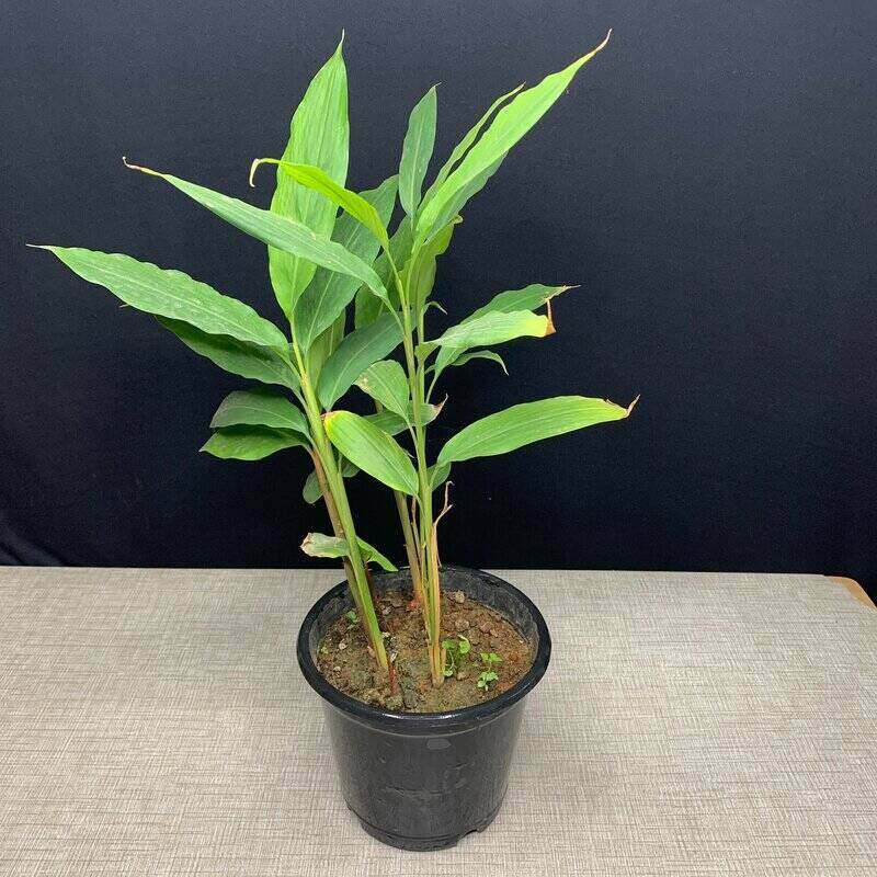 Cardamom Spice plant