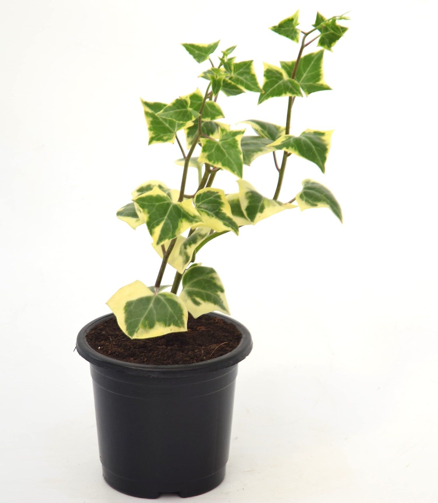 English Ivy Variegated Plant