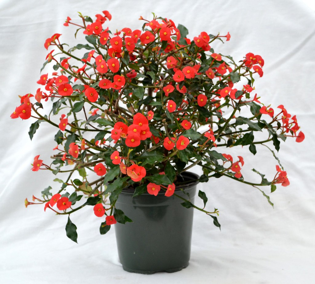 Euphorbia