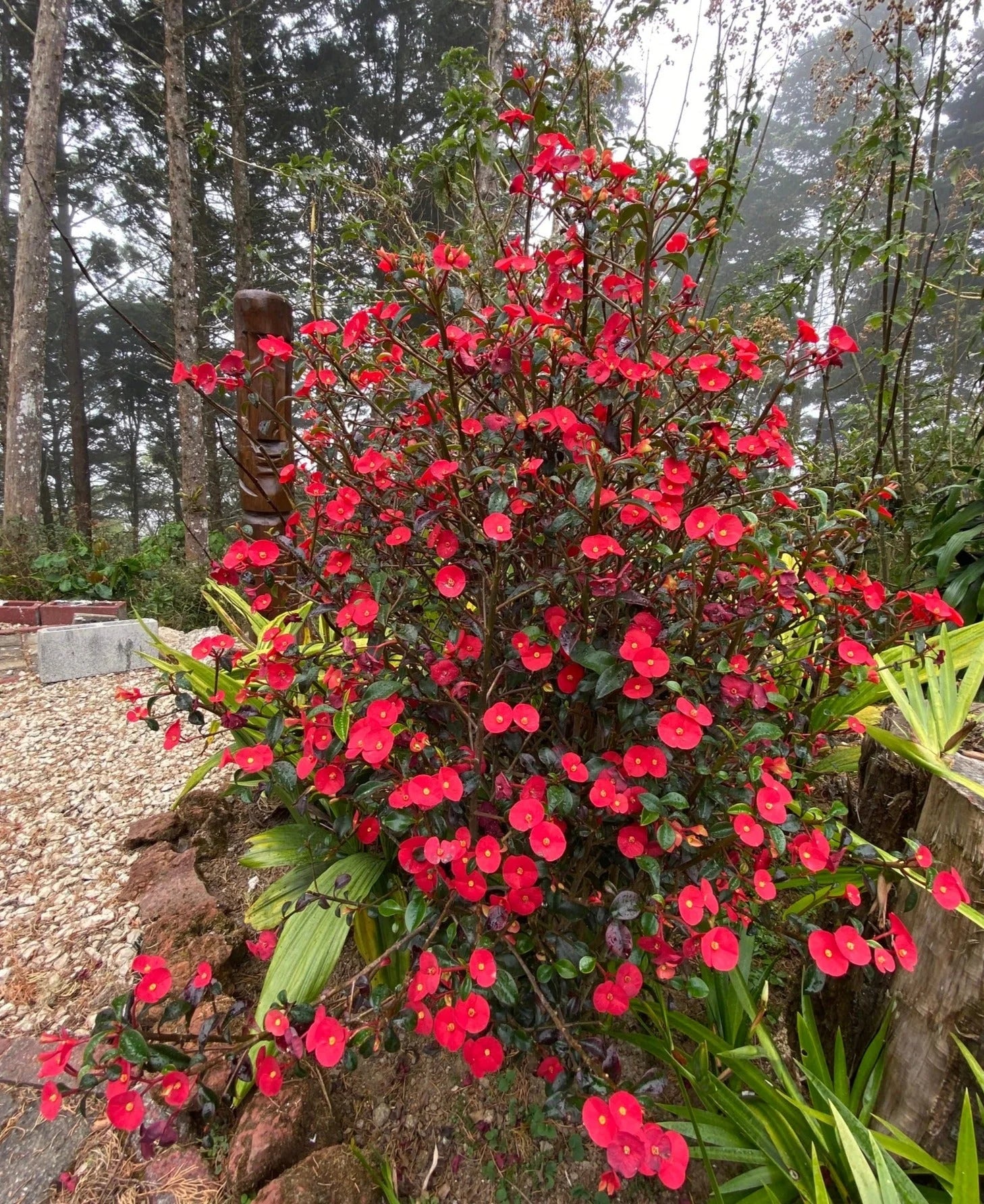 Euphorbia