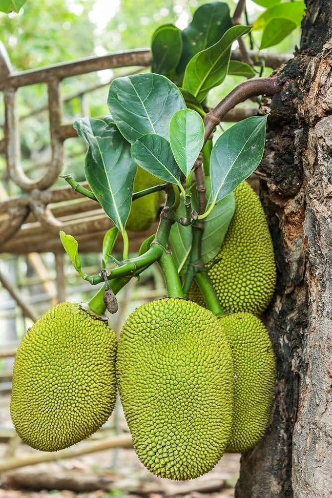 Eviarc Jackfruit Grafted Plant