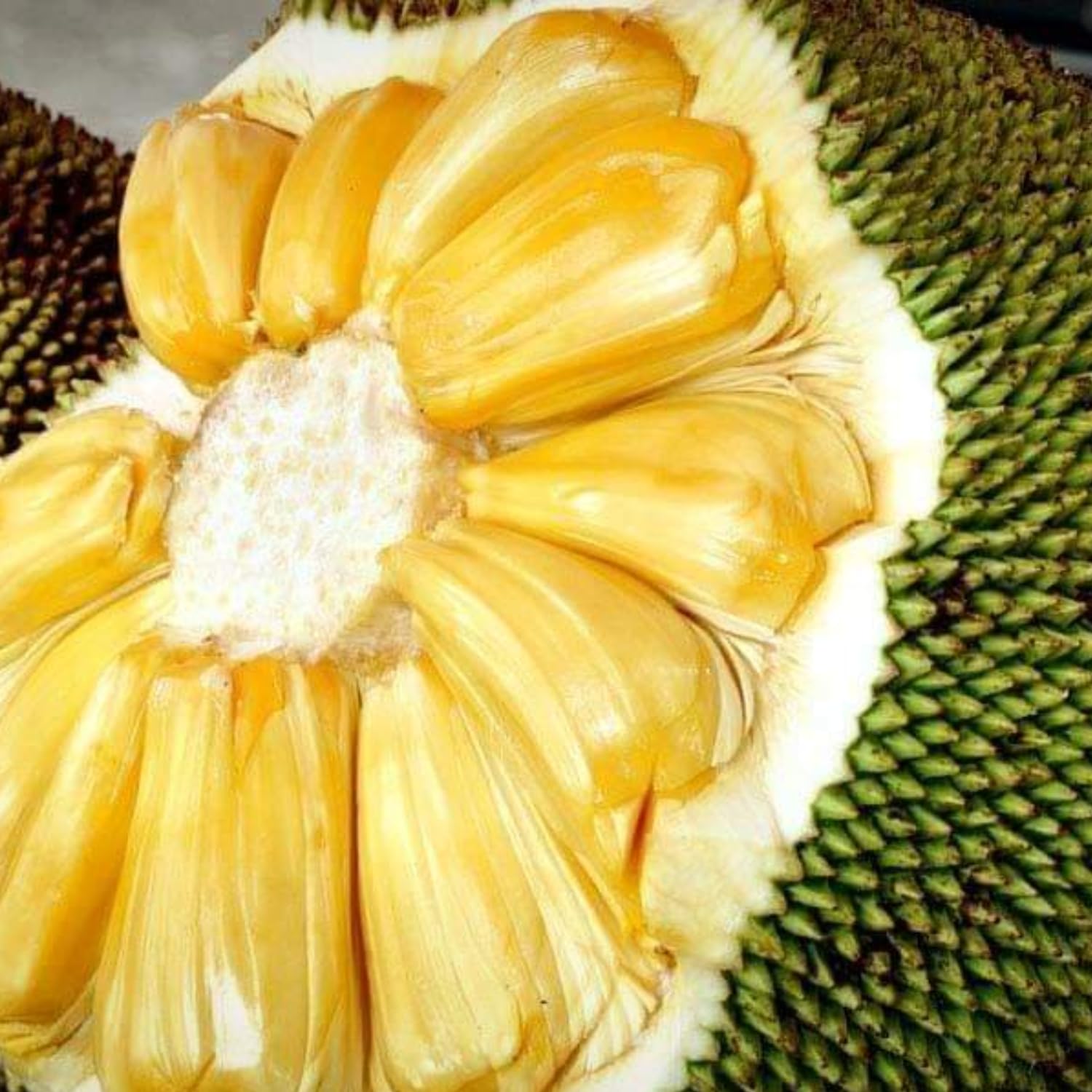 Eviarc Jackfruit Grafted Plant