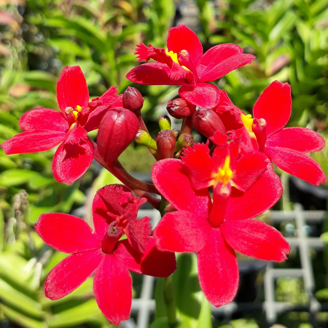 Epidendrum Orchid Red