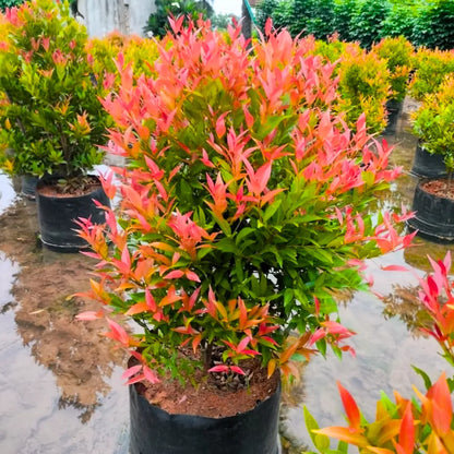 Eugenia Dwarf