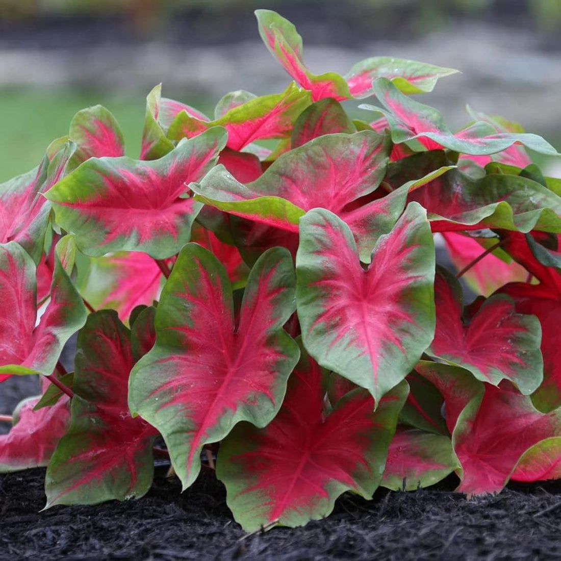 Caladium Florida Cardinal-perennial plant caladium- multi color caladium