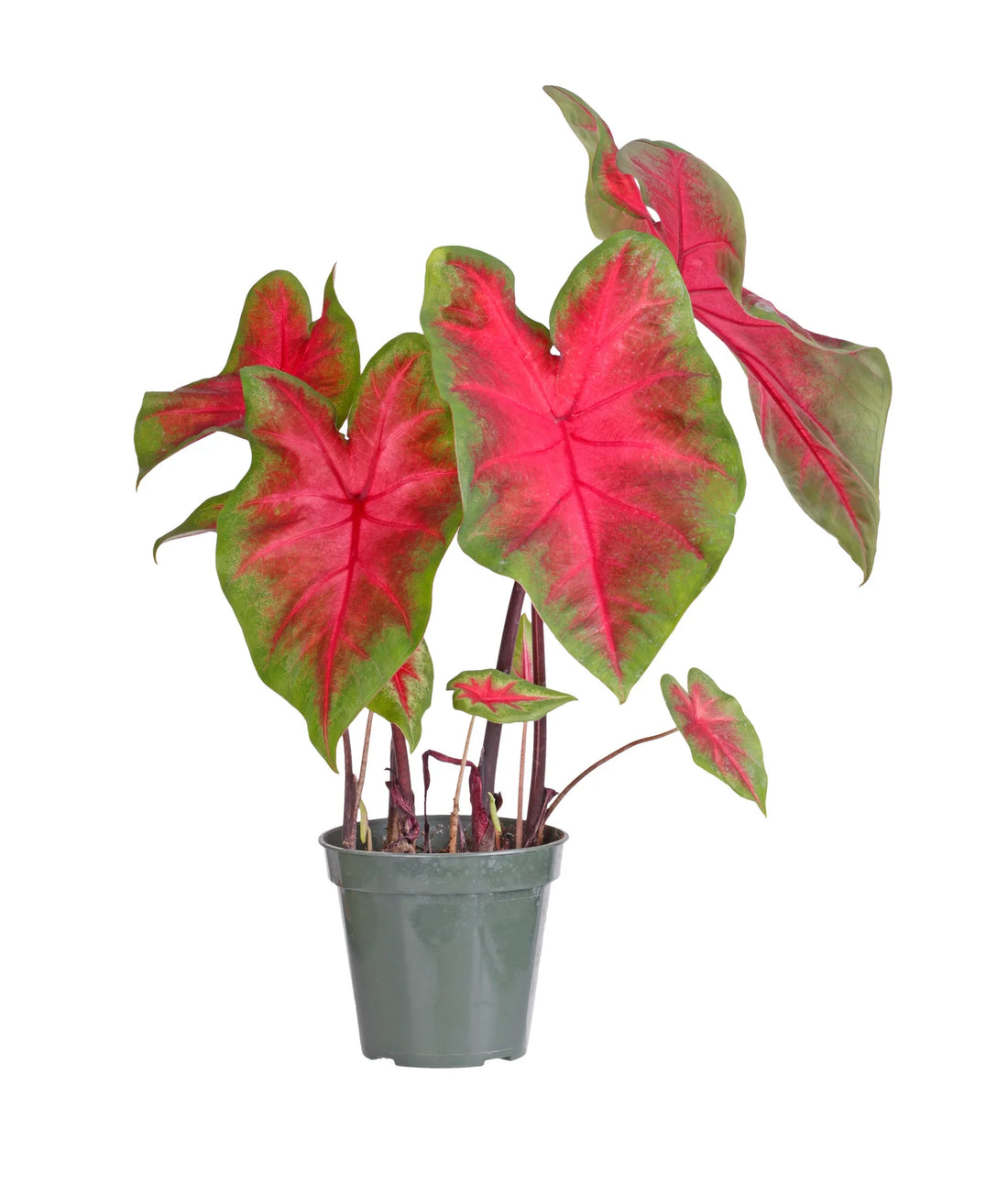 Caladium Florida Cardinal-perennial plant caladium- multi color caladium