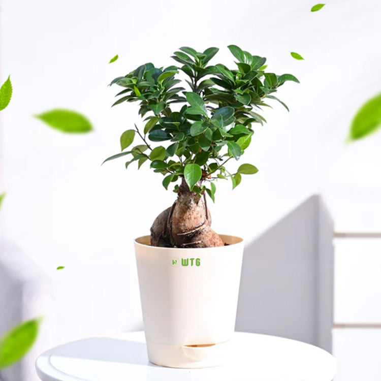 Ficus bonsai