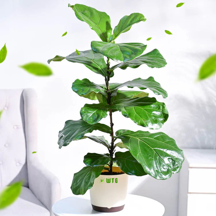 Fiddle Leaf Fig plant