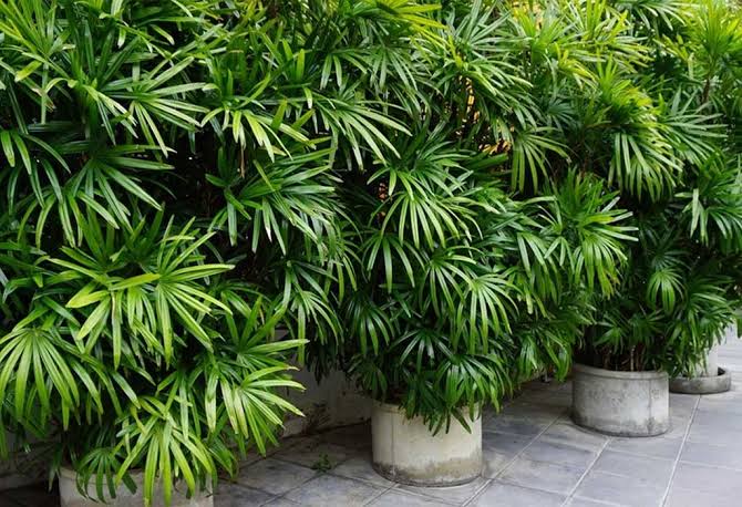 Finger Palm- Ladies finger Palm-Rhapis multifida-Best Indoor-Outdoor- Semi Indoor Plant