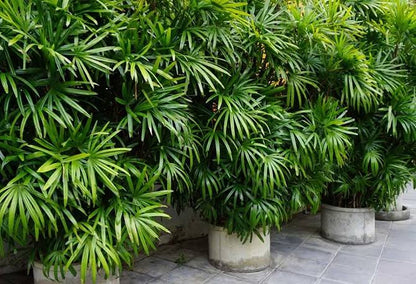 Finger Palm- Ladies finger Palm-Rhapis multifida-Best Indoor-Outdoor- Semi Indoor Plant