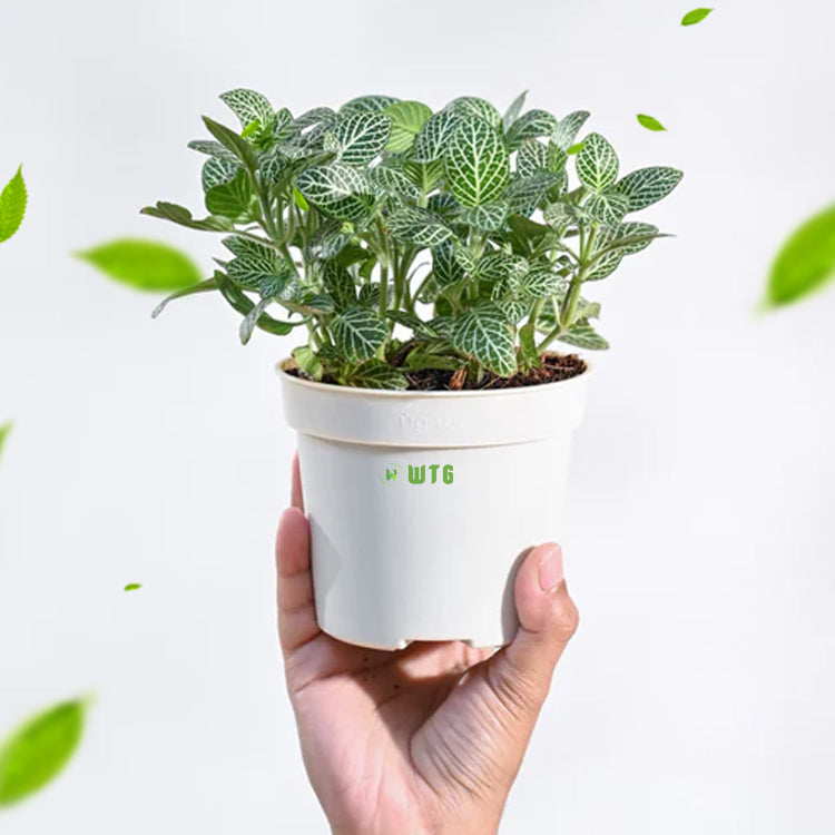 Fittonia green and white