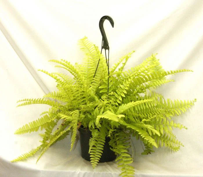 Fern Golden