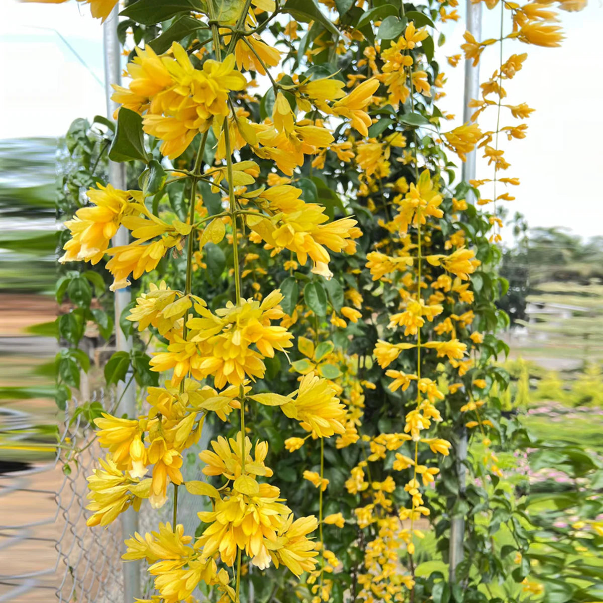 Golden Cascade