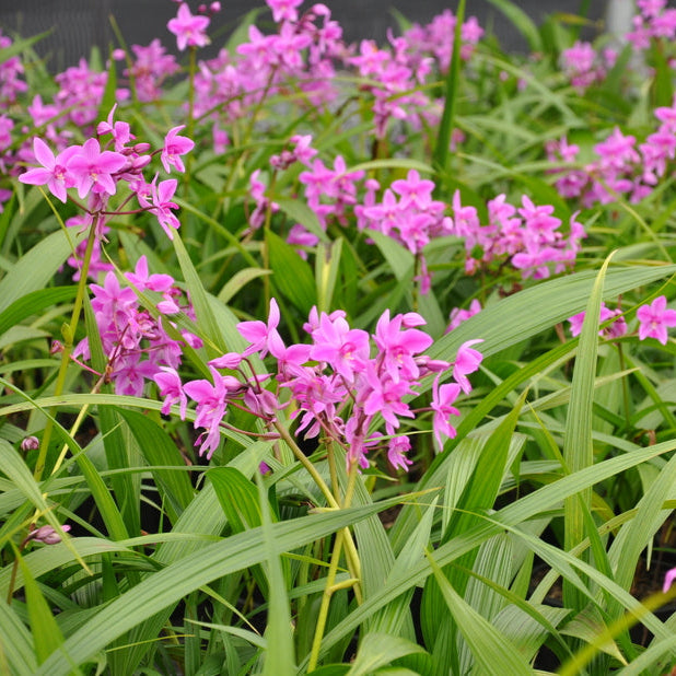 Ground Orchid Violet