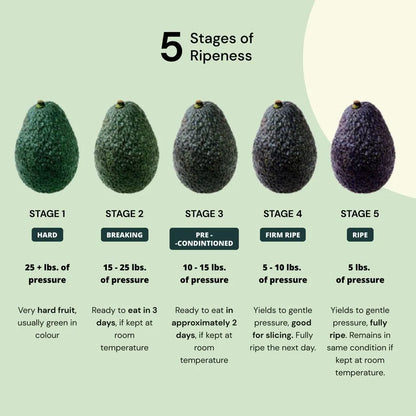 Avocado Mexican Hass Variety Grafted plant- Butter Fruit Hass -LIVE PLANT
