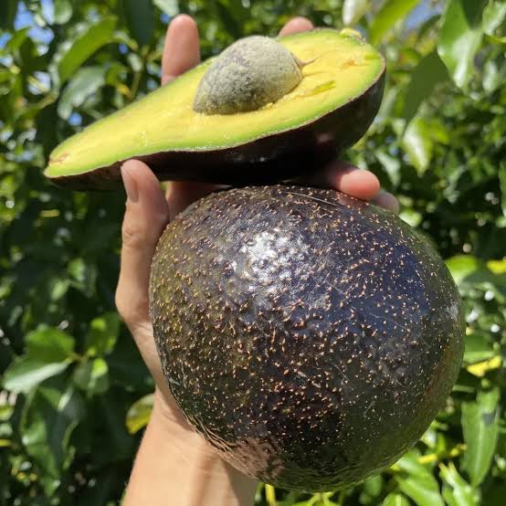 Avocado Mexican Hass Variety Grafted plant- Butter Fruit Hass -LIVE PLANT