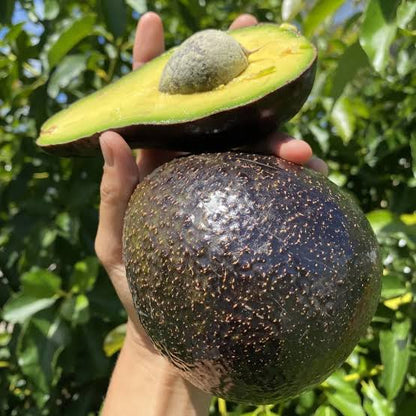 Avocado Mexican Hass Variety Grafted plant- Butter Fruit Hass -LIVE PLANT