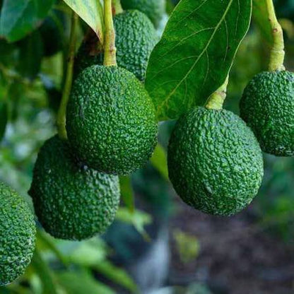 Avocado Mexican Hass Variety Grafted plant- Butter Fruit Hass -LIVE PLANT