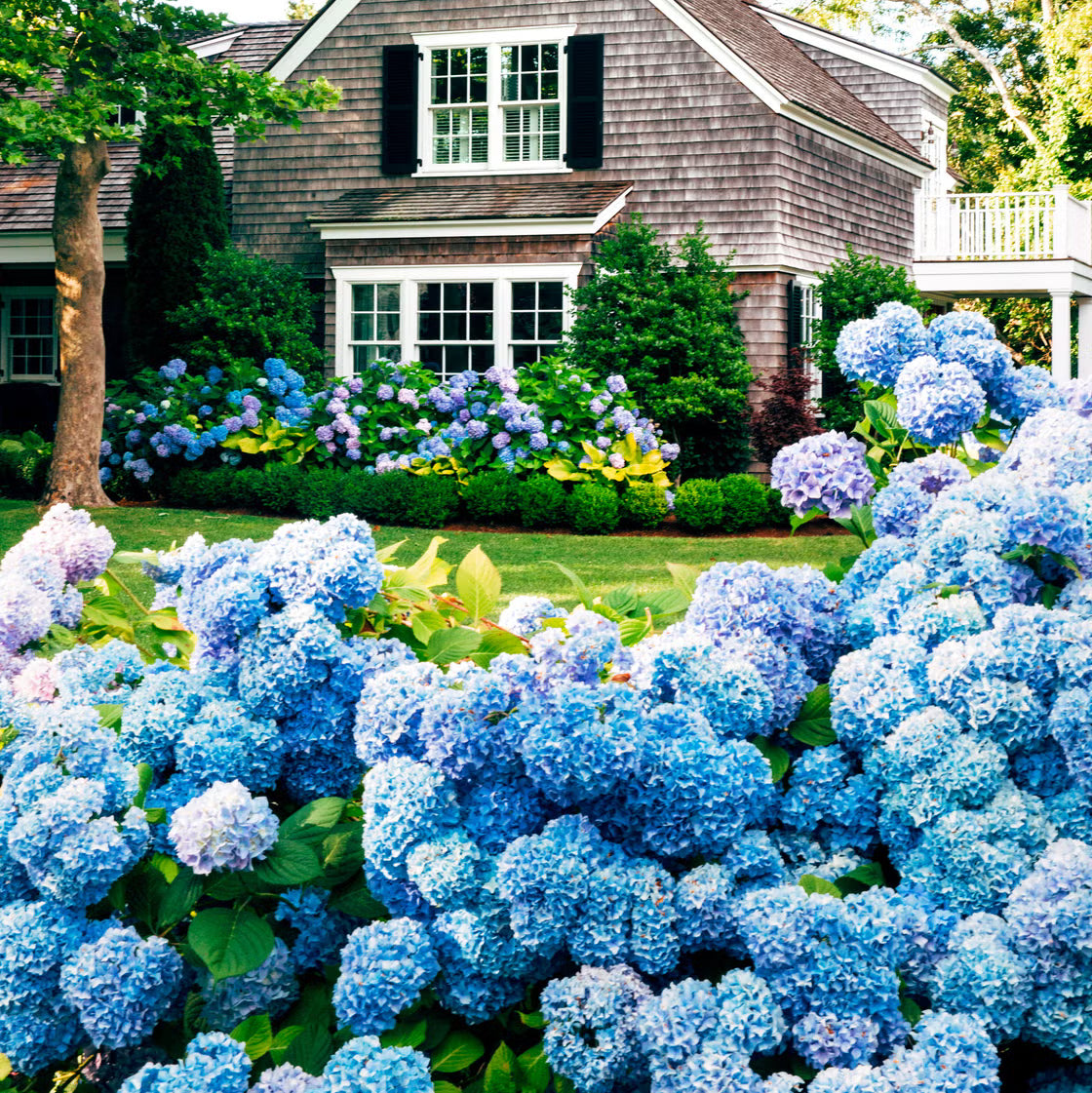 Hydrangea Flowering Plant