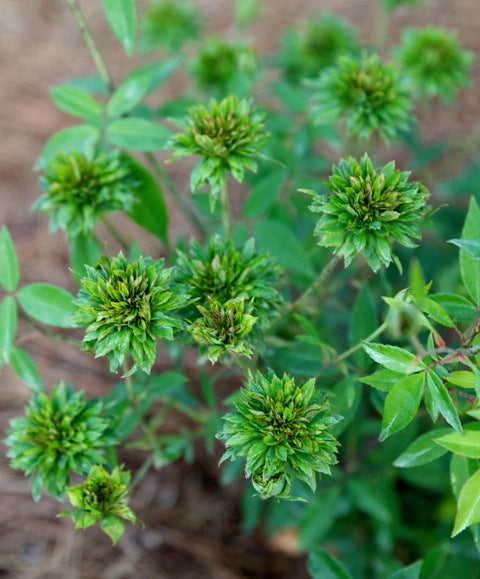 Green Rose Ownrooted(Pacha Rose)Rare Green Rose