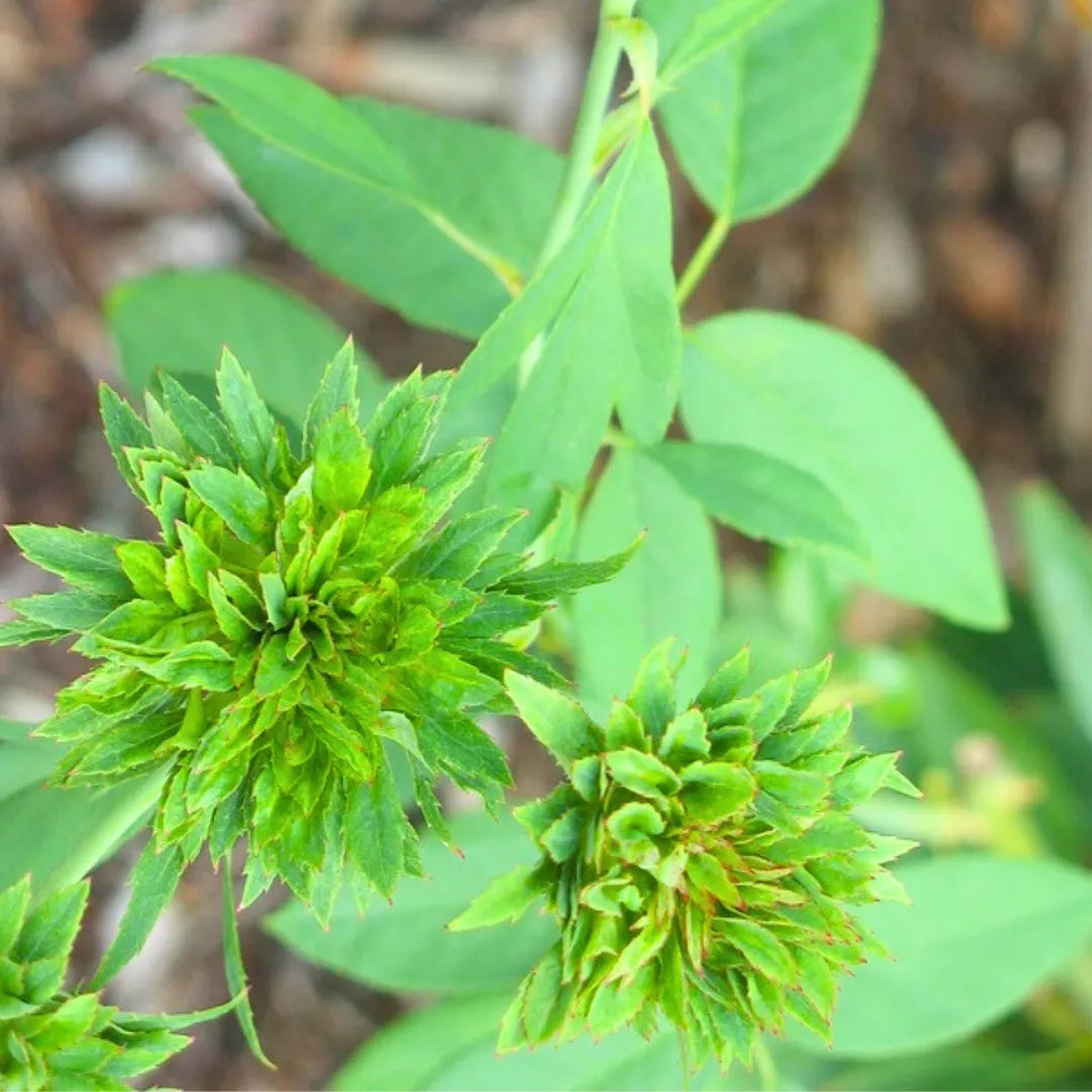 Green Rose Ownrooted(Pacha Rose)Rare Green Rose