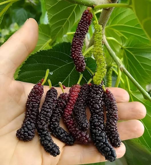 Thai Long Mulberry Big size fruit Plant- Thaiwan Long Mulberry-Air layered Plant- High yield mulberry Live plant